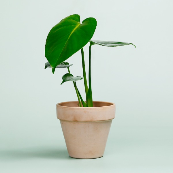 데팡스 몬스테라 실내공기정화식물 반려 집에서키우기쉬운 식물