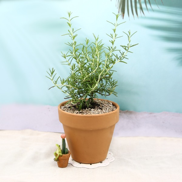 데팡스 크리핑로즈마리 실내공기정화식물 반려 집에서키우기쉬운 식물