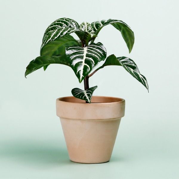데팡스 아펜란드라 실내공기정화식물 반려 집에서키우기쉬운 식물