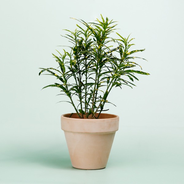 데팡스 크로톤 실내공기정화식물 반려 집에서키우기쉬운 식물