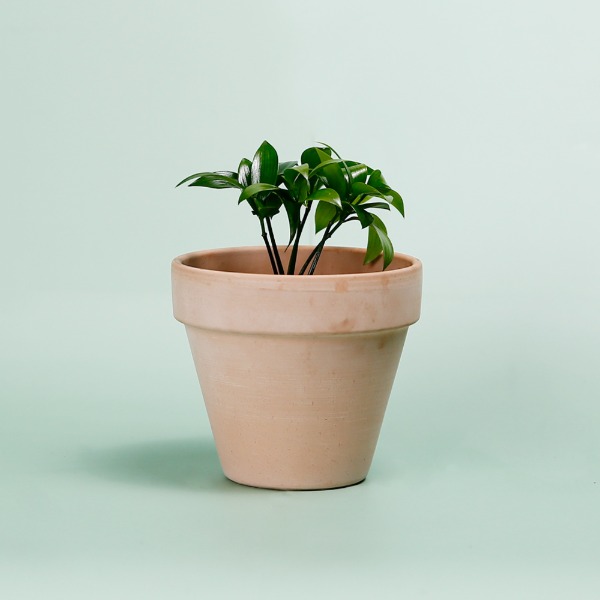 데팡스 죽백나무 실내공기정화식물 반려 집에서키우기쉬운 식물