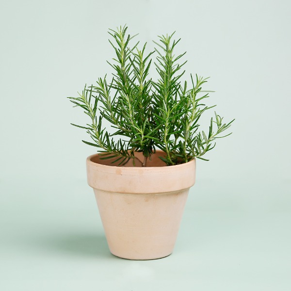 데팡스 로즈마리 실내공기정화식물 반려 집에서키우기쉬운 식물
