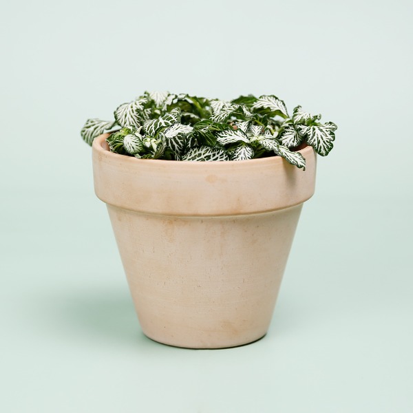 데팡스 휘토니아(화이트) 실내공기정화식물 반려 집에서키우기쉬운 식물