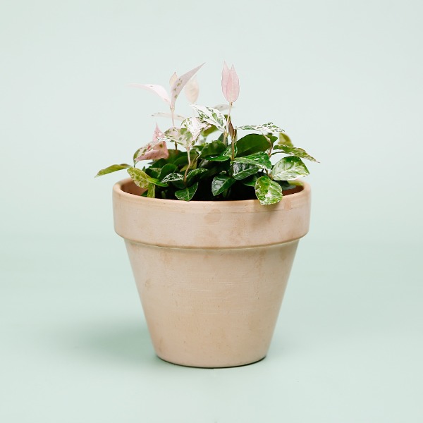 데팡스 오색마삭줄 실내공기정화식물 반려 집에서키우기쉬운 식물