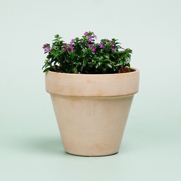 데팡스 쿠페아 실내공기정화식물 반려 집에서키우기쉬운 식물