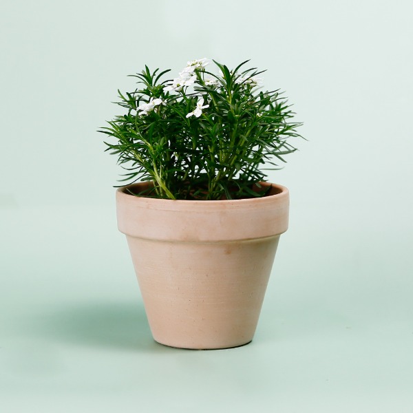 데팡스 이베리스 실내공기정화식물 반려 집에서키우기쉬운 식물