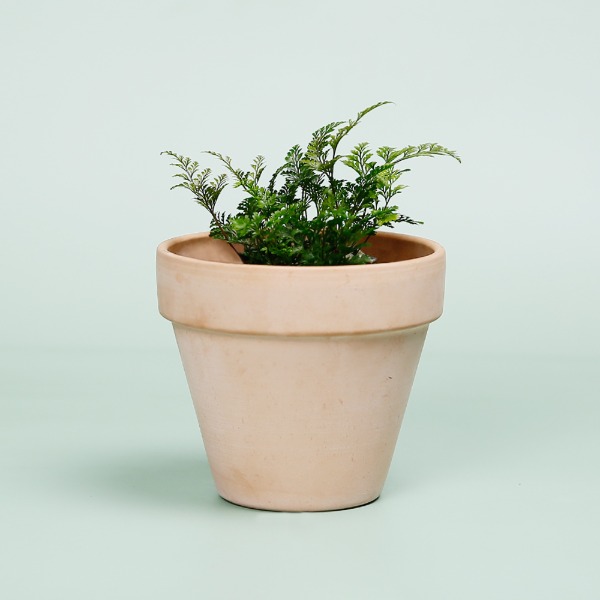 데팡스 후마타 실내공기정화식물 반려 집에서키우기쉬운 식물