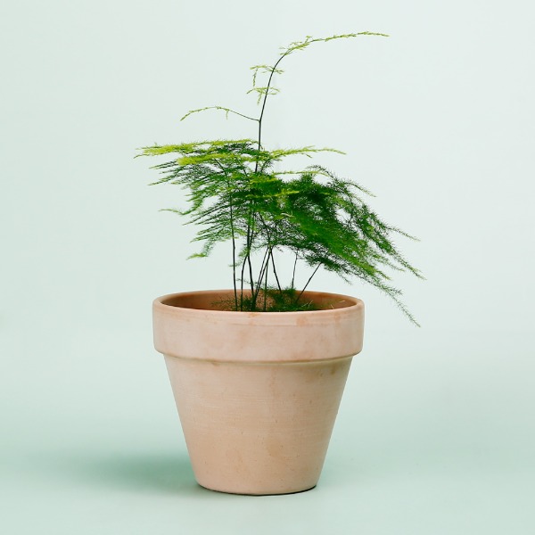 데팡스 아스파라거스 실내공기정화식물 반려 집에서키우기쉬운 식물