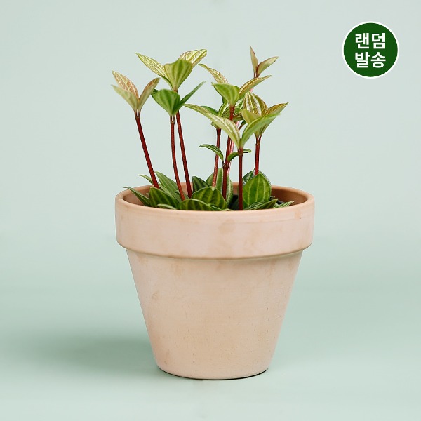 (랜덤발송)데팡스 줄리아 아몬드 페페 실내공기정화식물 반려 집에서키우기쉬운 식물