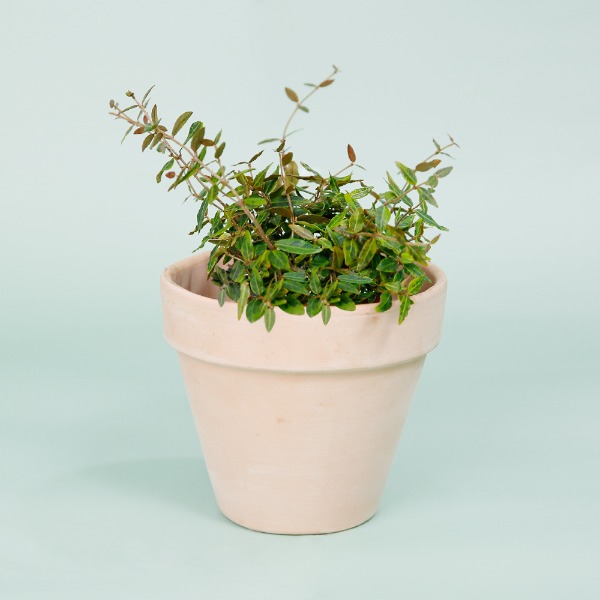 데팡스 좀마삭줄 실내공기정화식물 반려 집에서키우기쉬운 식물