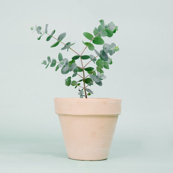 데팡스 유칼립투스 실내공기정화식물 반려 집에서키우기쉬운 식물