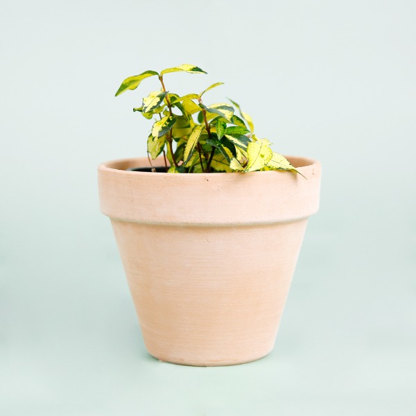 데팡스 황금마삭줄 실내공기정화식물 반려 집에서키우기쉬운 식물