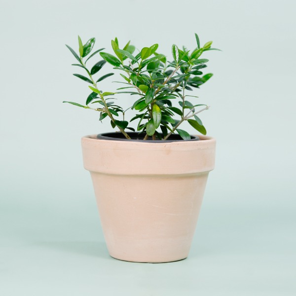 데팡스 올리브나무 실내공기정화식물 반려 집에서키우기쉬운 식물